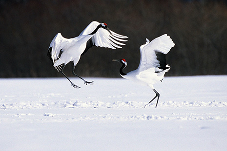 Cranes dancing in Hokkaido.
