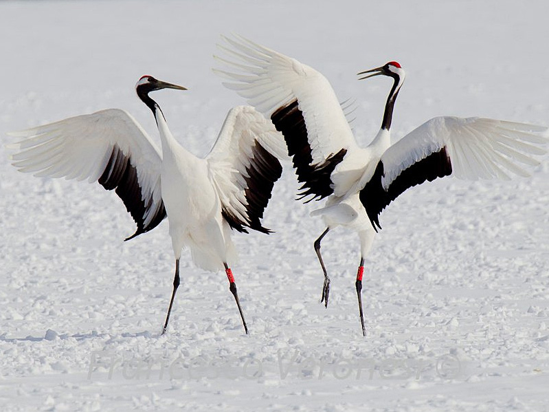 Red-crowned Cranes dancing in snow
