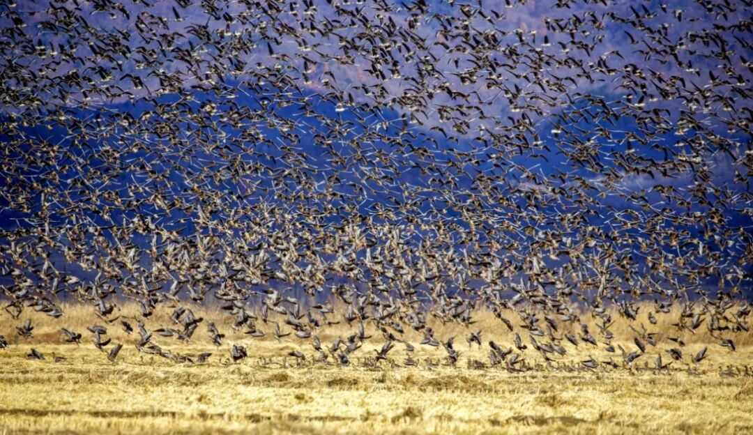 Greater White-fronted Geese over a field