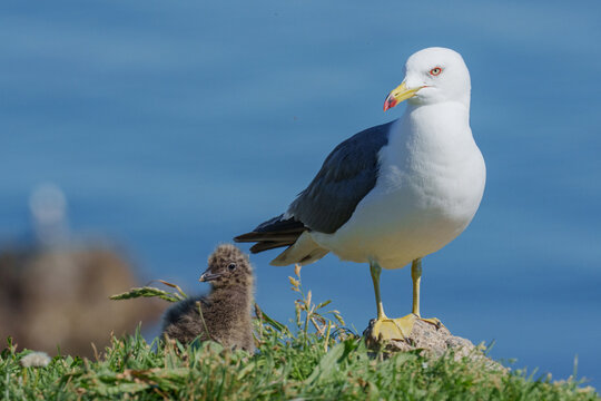 Black-tailed Gull on a rock