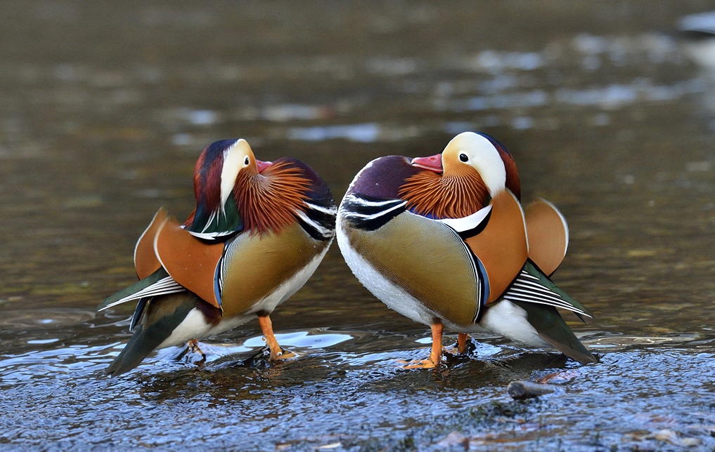 Beautiful landscape featuring a variety of Japanese birds