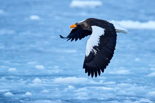 Steller's Sea Eagle in flight over ice