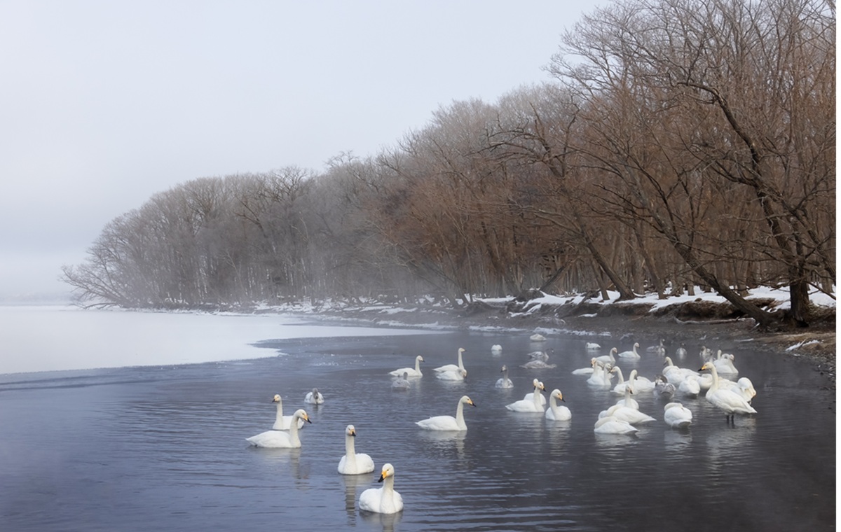 Whooper Swans on Lake Kussharo