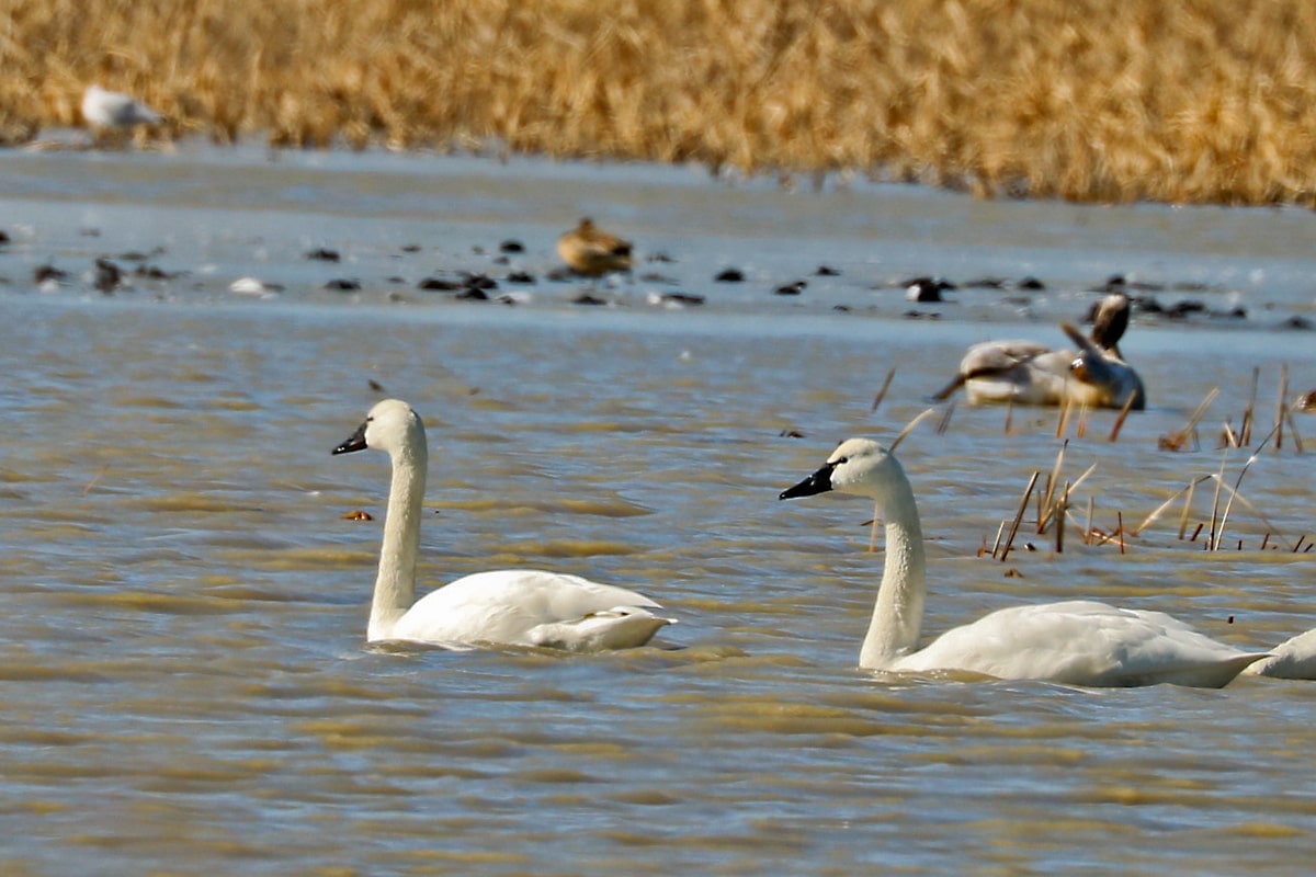 Tundra Swans on a lake