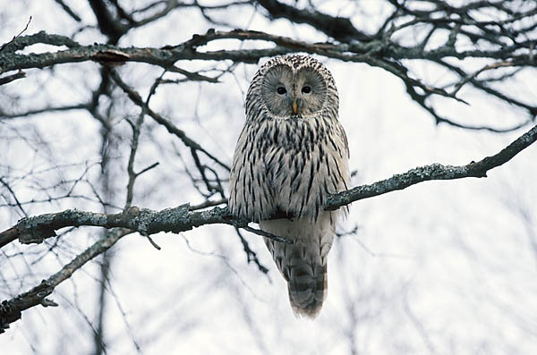 Ural Owl perched on a snowy branch